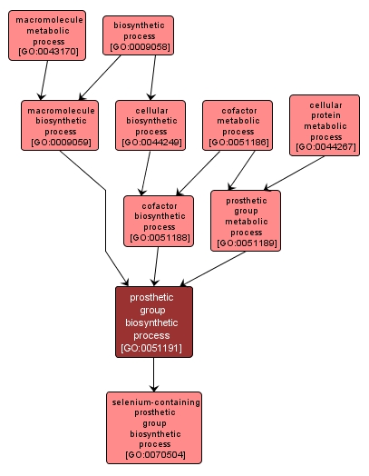 GO:0051191 - prosthetic group biosynthetic process (interactive image map)