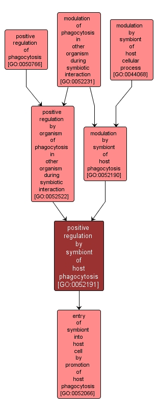 GO:0052191 - positive regulation by symbiont of host phagocytosis (interactive image map)