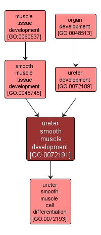 GO:0072191 - ureter smooth muscle development (interactive image map)