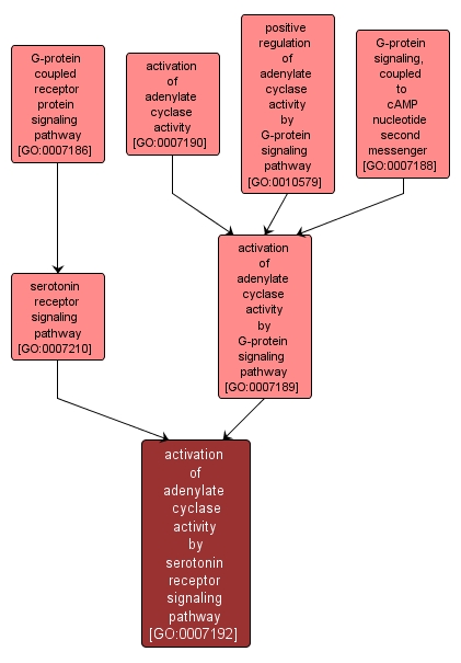 GO:0007192 - activation of adenylate cyclase activity by serotonin receptor signaling pathway (interactive image map)