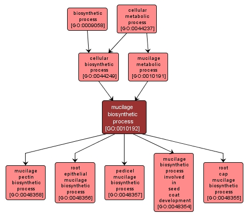 GO:0010192 - mucilage biosynthetic process (interactive image map)