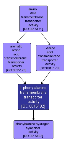 GO:0015192 - L-phenylalanine transmembrane transporter activity (interactive image map)