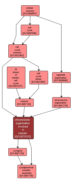 GO:0070192 - chromosome organization involved in meiosis (interactive image map)