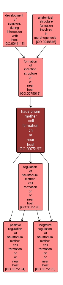 GO:0075192 - haustorium mother cell formation on or near host (interactive image map)