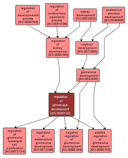 GO:0090192 - regulation of glomerulus development (interactive image map)