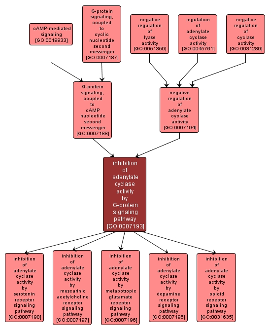 GO:0007193 - inhibition of adenylate cyclase activity by G-protein signaling pathway (interactive image map)