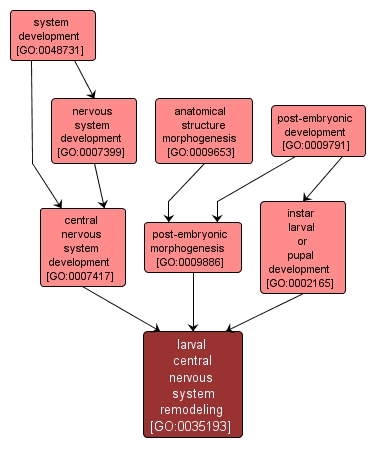 GO:0035193 - larval central nervous system remodeling (interactive image map)