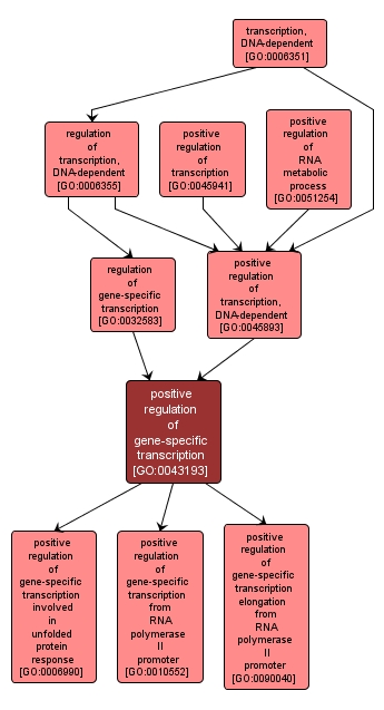 GO:0043193 - positive regulation of gene-specific transcription (interactive image map)