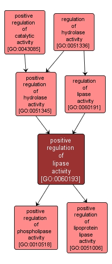 GO:0060193 - positive regulation of lipase activity (interactive image map)