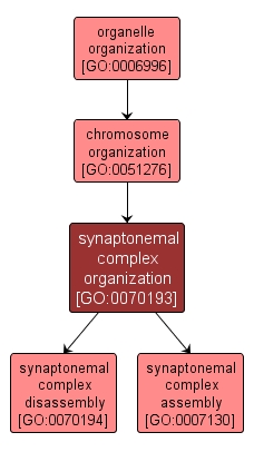 GO:0070193 - synaptonemal complex organization (interactive image map)