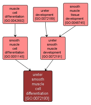 GO:0072193 - ureter smooth muscle cell differentiation (interactive image map)