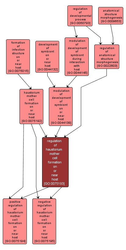 GO:0075193 - regulation of haustorium mother cell formation on or near host (interactive image map)