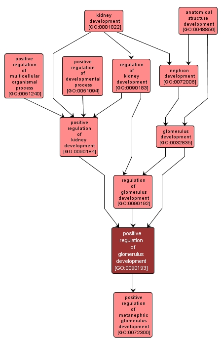 GO:0090193 - positive regulation of glomerulus development (interactive image map)