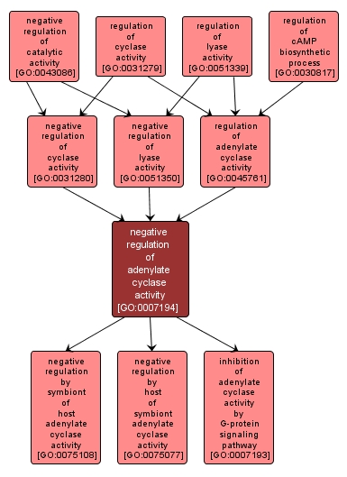 GO:0007194 - negative regulation of adenylate cyclase activity (interactive image map)