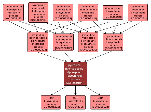 GO:0009194 - pyrimidine ribonucleoside diphosphate biosynthetic process (interactive image map)