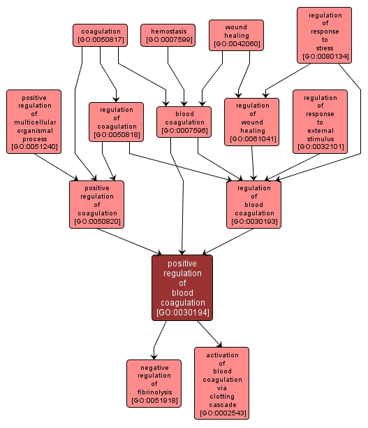 GO:0030194 - positive regulation of blood coagulation (interactive image map)