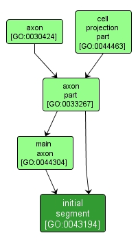 GO:0043194 - initial segment (interactive image map)