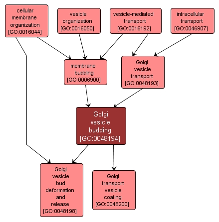 GO:0048194 - Golgi vesicle budding (interactive image map)