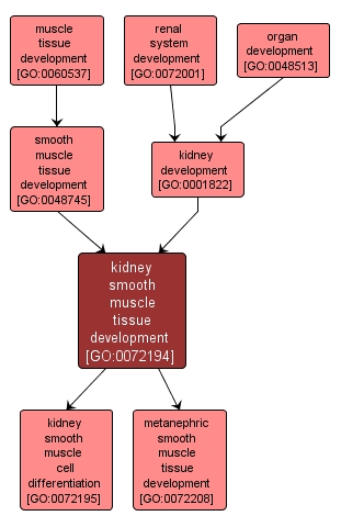 GO:0072194 - kidney smooth muscle tissue development (interactive image map)