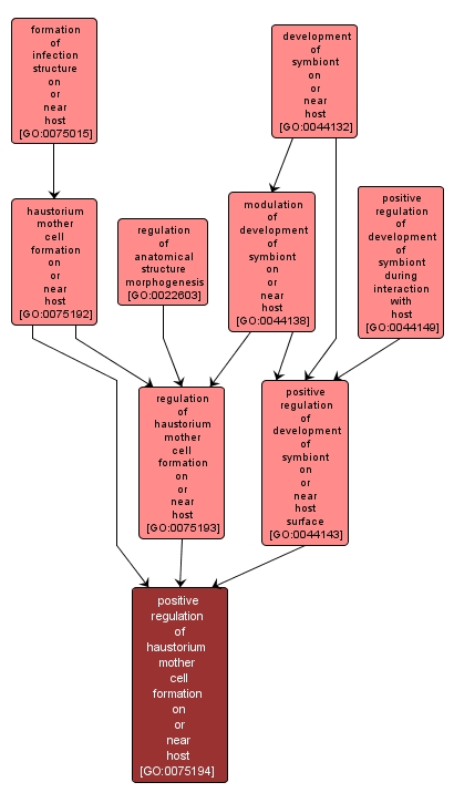 GO:0075194 - positive regulation of haustorium mother cell formation on or near host (interactive image map)