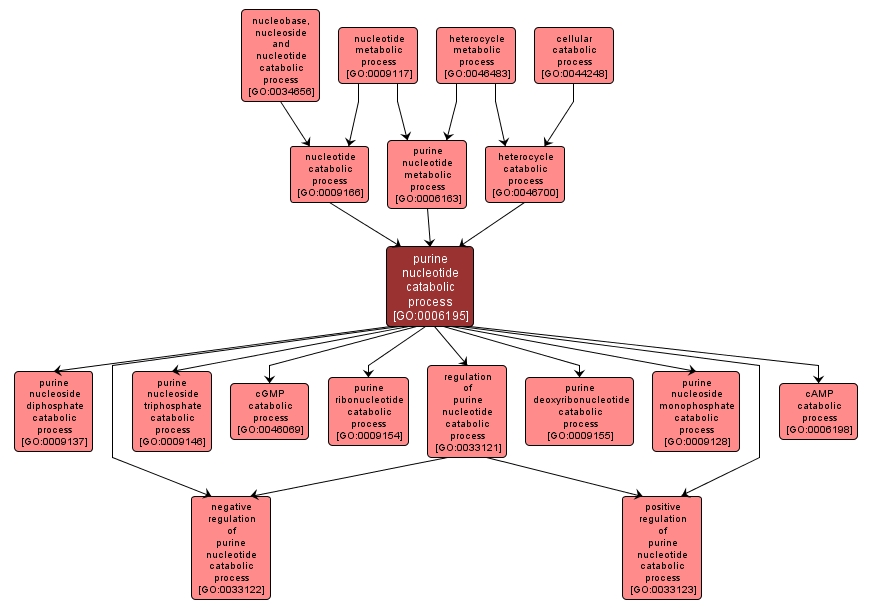 GO:0006195 - purine nucleotide catabolic process (interactive image map)