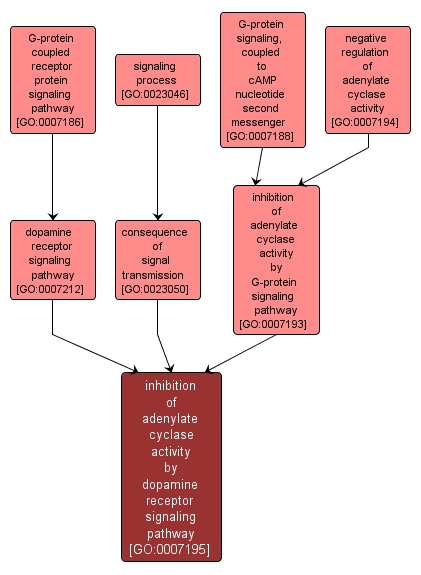 GO:0007195 - inhibition of adenylate cyclase activity by dopamine receptor signaling pathway (interactive image map)