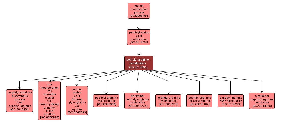 GO:0018195 - peptidyl-arginine modification (interactive image map)