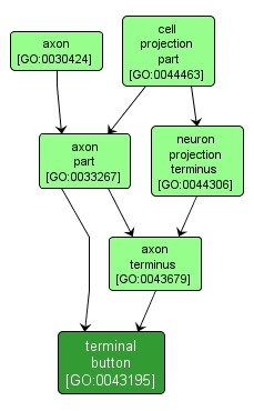 GO:0043195 - terminal button (interactive image map)