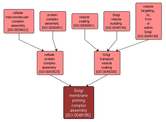 GO:0048195 - Golgi membrane priming complex assembly (interactive image map)