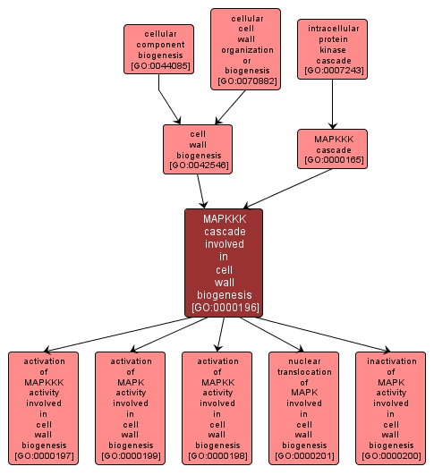 GO:0000196 - MAPKKK cascade involved in cell wall biogenesis (interactive image map)