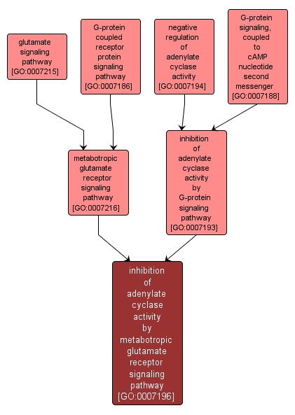 GO:0007196 - inhibition of adenylate cyclase activity by metabotropic glutamate receptor signaling pathway (interactive image map)