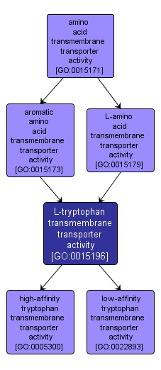 GO:0015196 - L-tryptophan transmembrane transporter activity (interactive image map)