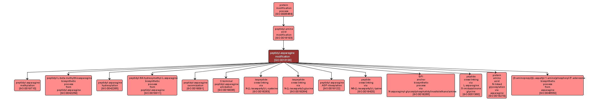 GO:0018196 - peptidyl-asparagine modification (interactive image map)