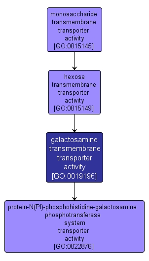 GO:0019196 - galactosamine transmembrane transporter activity (interactive image map)