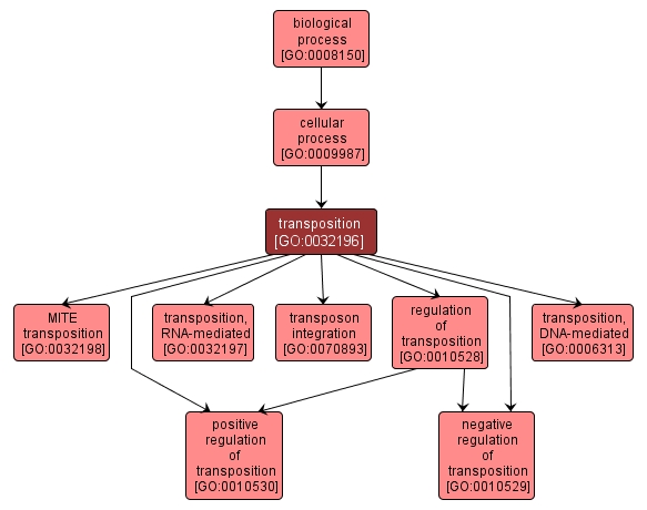 GO:0032196 - transposition (interactive image map)