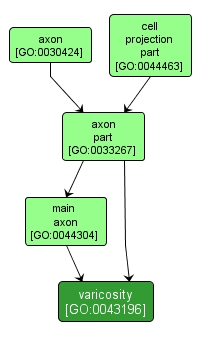 GO:0043196 - varicosity (interactive image map)