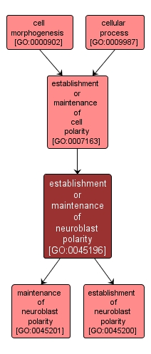 GO:0045196 - establishment or maintenance of neuroblast polarity (interactive image map)