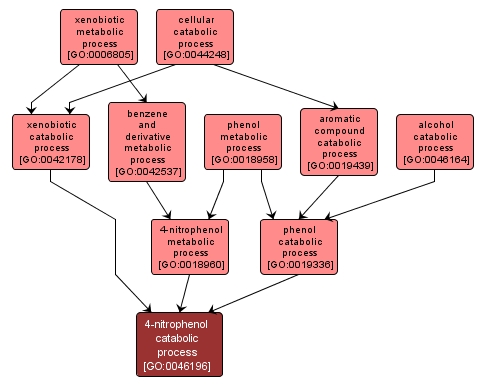 GO:0046196 - 4-nitrophenol catabolic process (interactive image map)