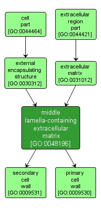 GO:0048196 - middle lamella-containing extracellular matrix (interactive image map)