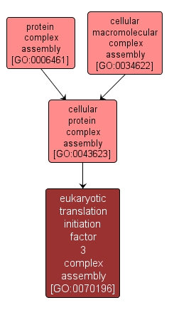 GO:0070196 - eukaryotic translation initiation factor 3 complex assembly (interactive image map)