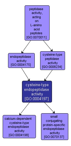 GO:0004197 - cysteine-type endopeptidase activity (interactive image map)