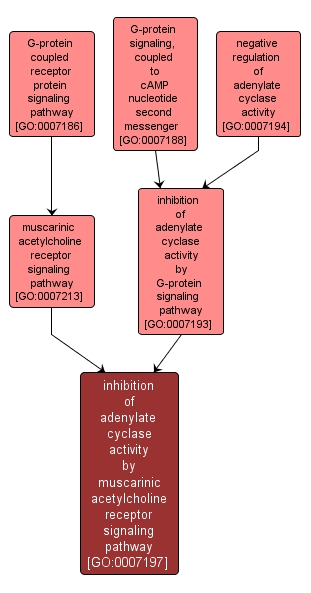 GO:0007197 - inhibition of adenylate cyclase activity by muscarinic acetylcholine receptor signaling pathway (interactive image map)