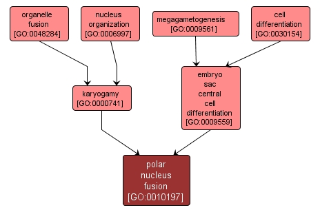 GO:0010197 - polar nucleus fusion (interactive image map)