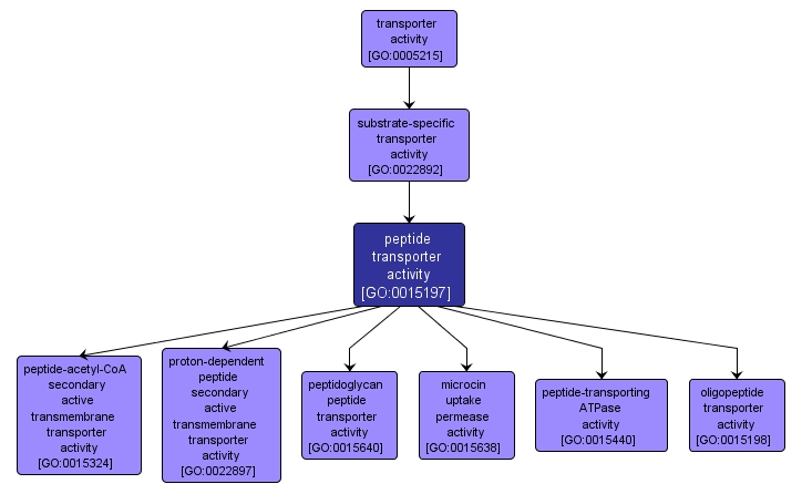 GO:0015197 - peptide transporter activity (interactive image map)