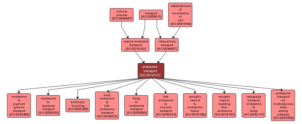 GO:0016197 - endosome transport (interactive image map)