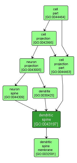 GO:0043197 - dendritic spine (interactive image map)