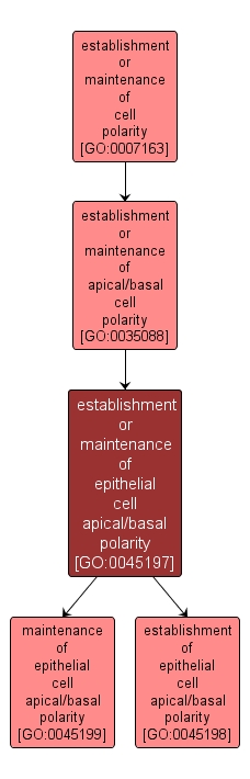 GO:0045197 - establishment or maintenance of epithelial cell apical/basal polarity (interactive image map)