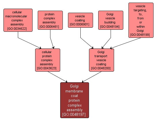 GO:0048197 - Golgi membrane coat protein complex assembly (interactive image map)