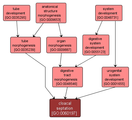 GO:0060197 - cloacal septation (interactive image map)