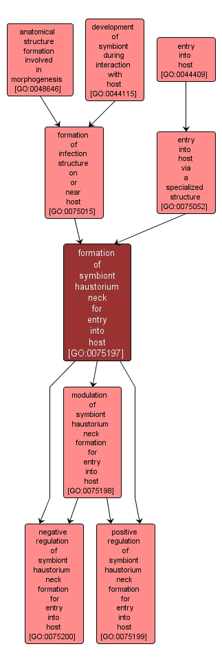 GO:0075197 - formation of symbiont haustorium neck for entry into host (interactive image map)